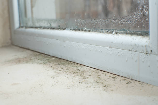 Best Mold Removal for HVAC Installations  in Ocoee, FL